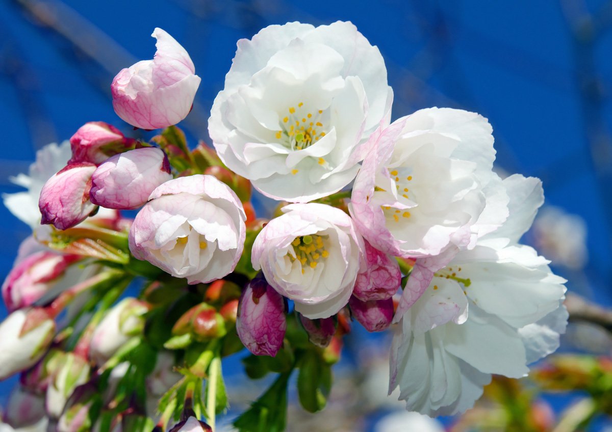 Spring blossom in East Farleigh