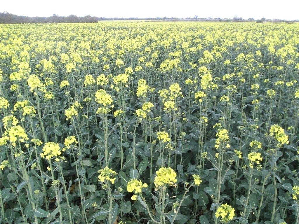 Acres and Acres of Oilseed Rape at Horham