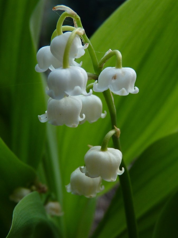 "Lily Of The Valley" by Vince Hawthorn at