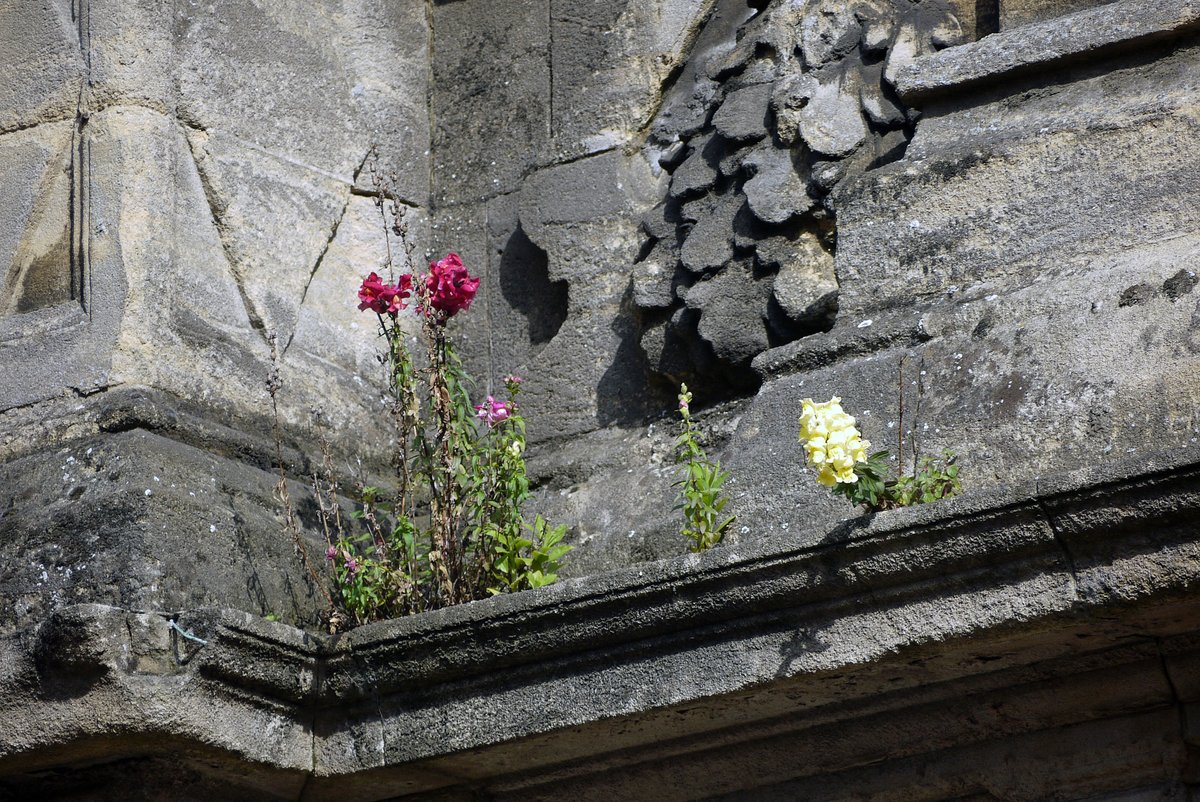 Flowers everywhere, Cambridge