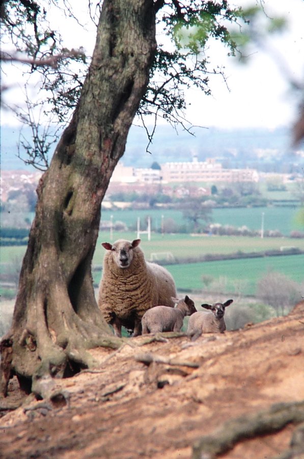 Family of sheep on the outskirts of Northampton