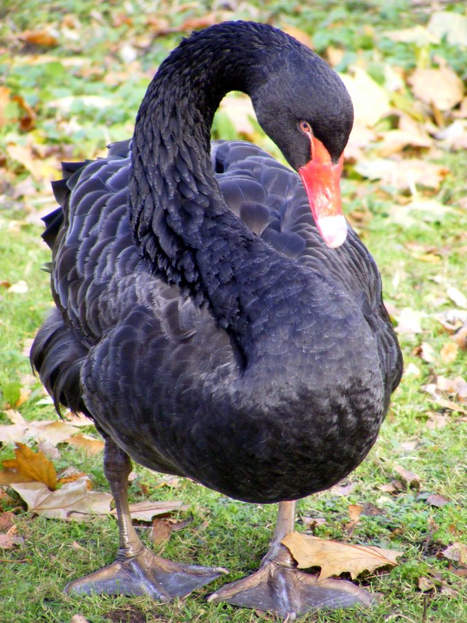 Black Swan, St James Park, London
