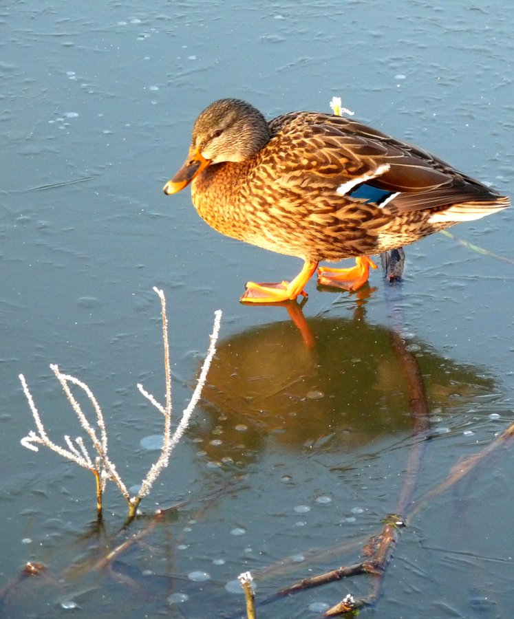 Birds on the frozen River Soar, Thurmaston