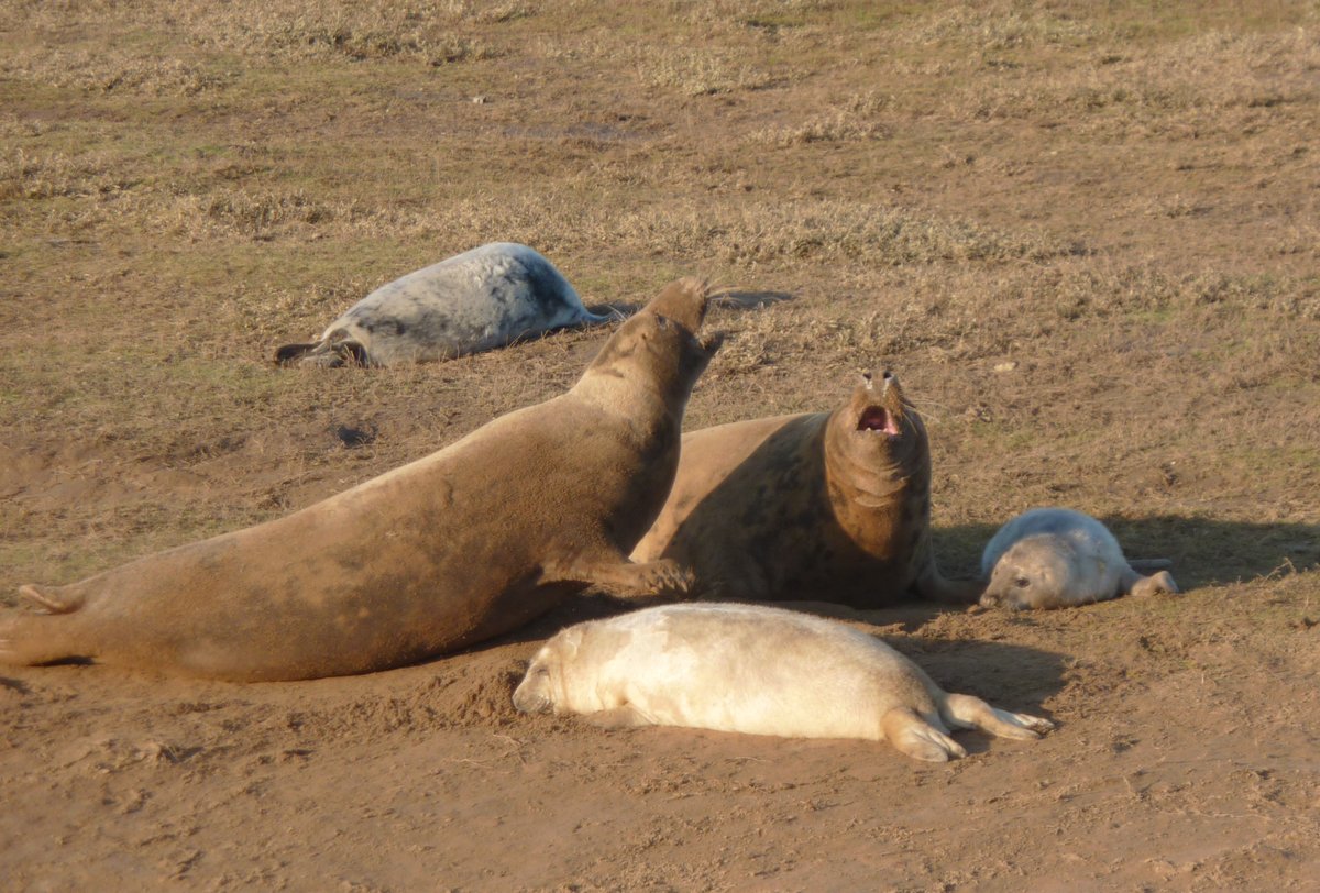 Chatting Seals
