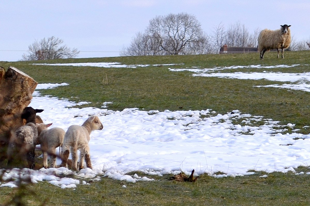 Lambs in the snow