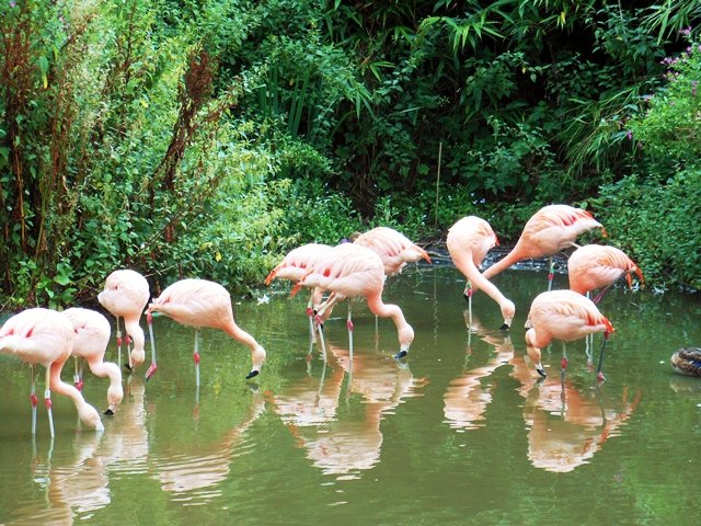 Twycross Zoo, flamingoes