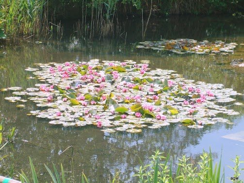 Flowers on lake