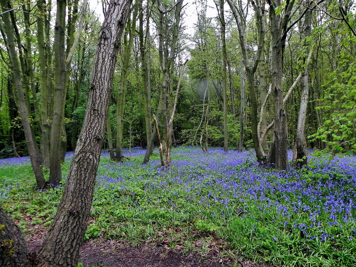 The Woods With Bluebells