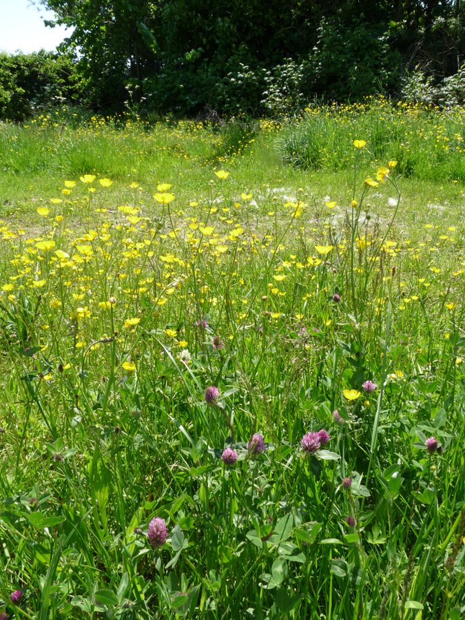 An English meadow in Watermead Country Park