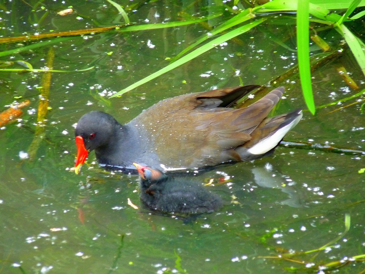 A Moorhen and it's chick in Watermead