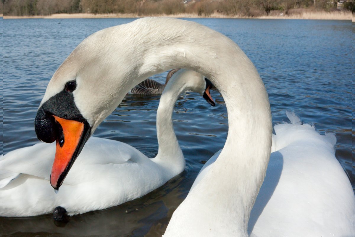 Hornsea Mere Swans