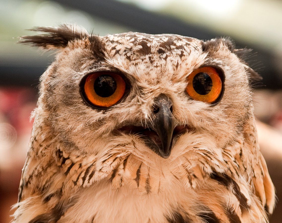 Eagle Owl, Haverthwaite