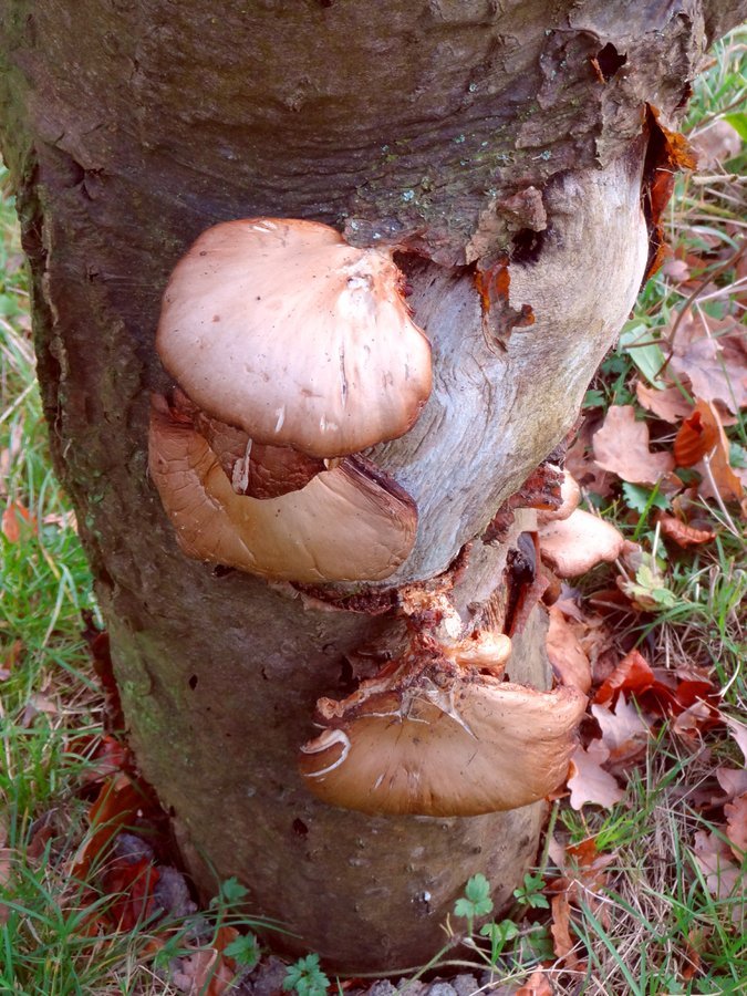 Fungi on tree stump at Nidd.