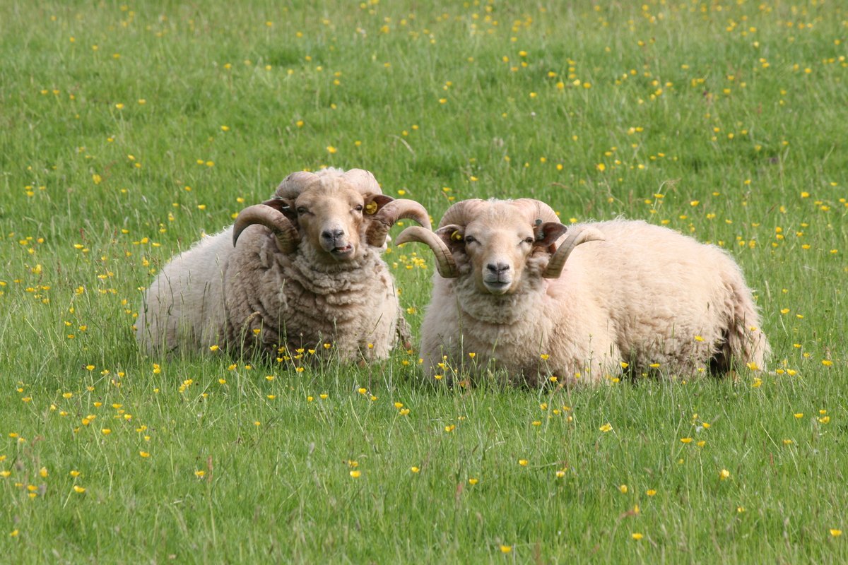 Sheep at Calke Abbey, Ticknall, Derbyshire