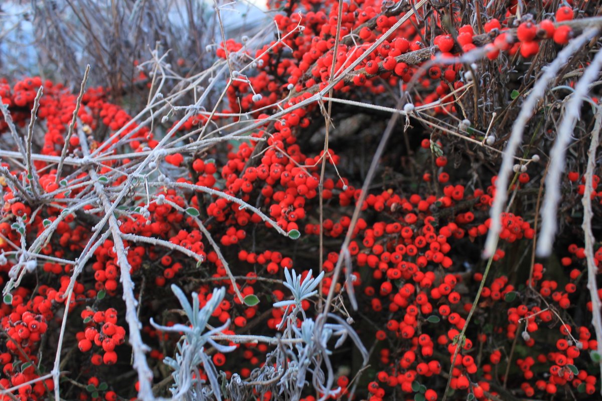 barnsleys winter berries