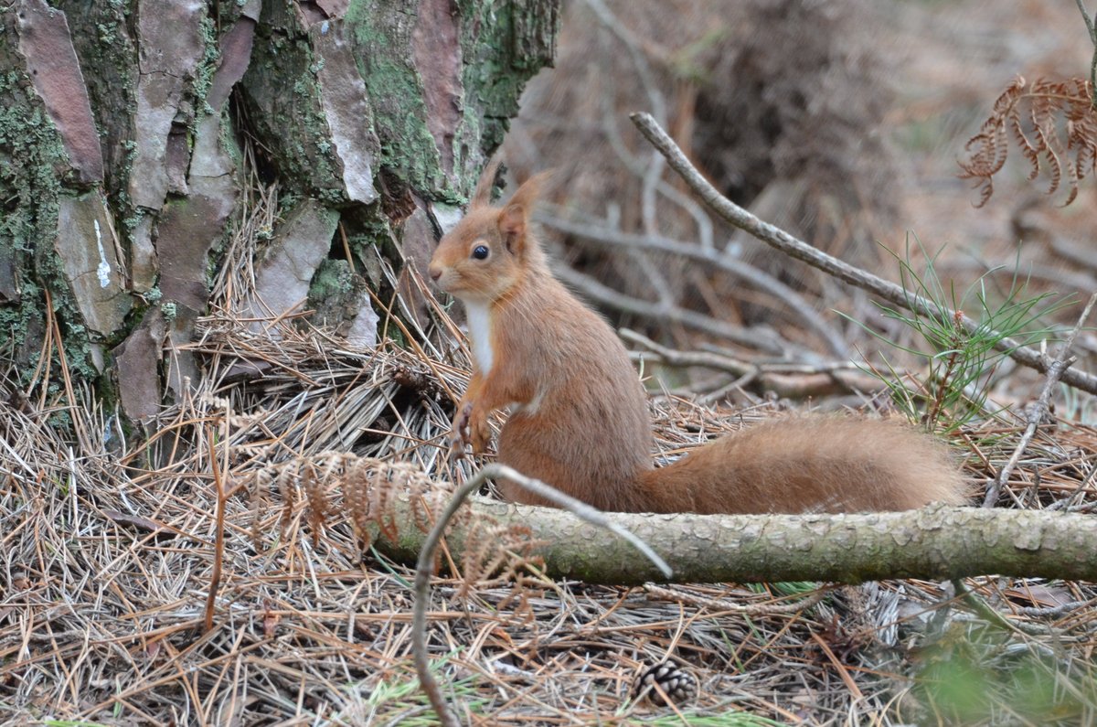 Red Squirrel, Brownsea Island