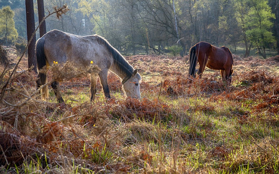 Early Morning in the New Forest