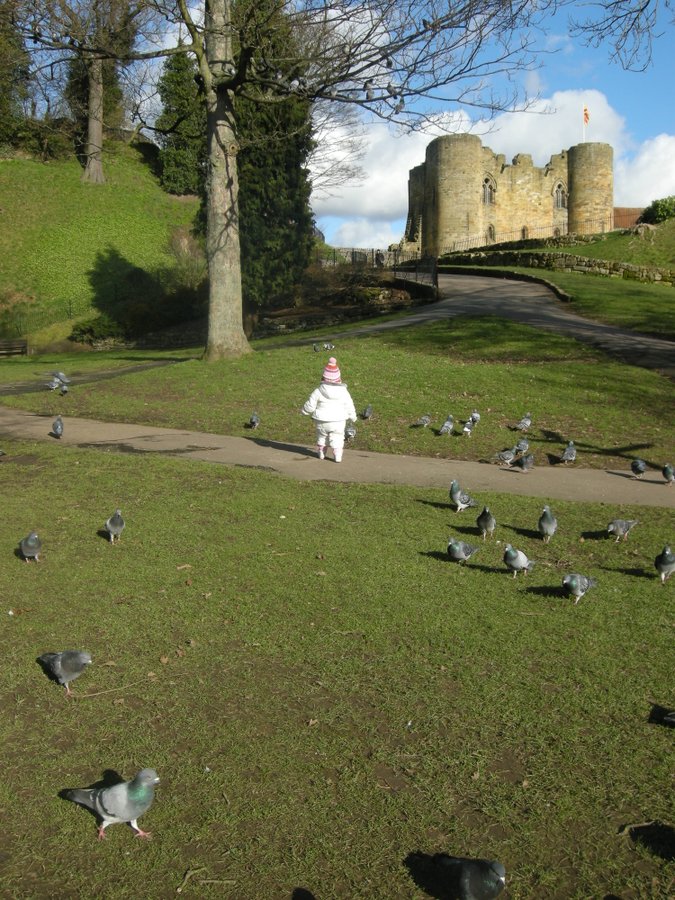 Pigeon chasing at Tonbridge Castle