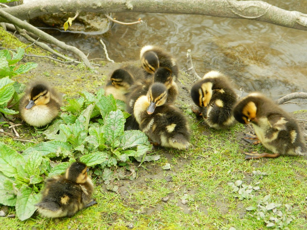 Baby Ducks in Bakewell, Derbyshire
