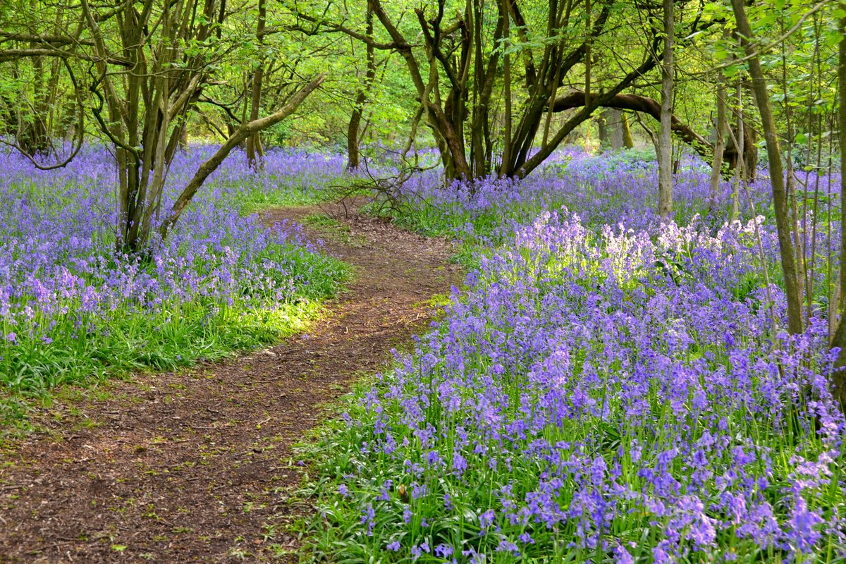 Springtime in England - Bluebell walk