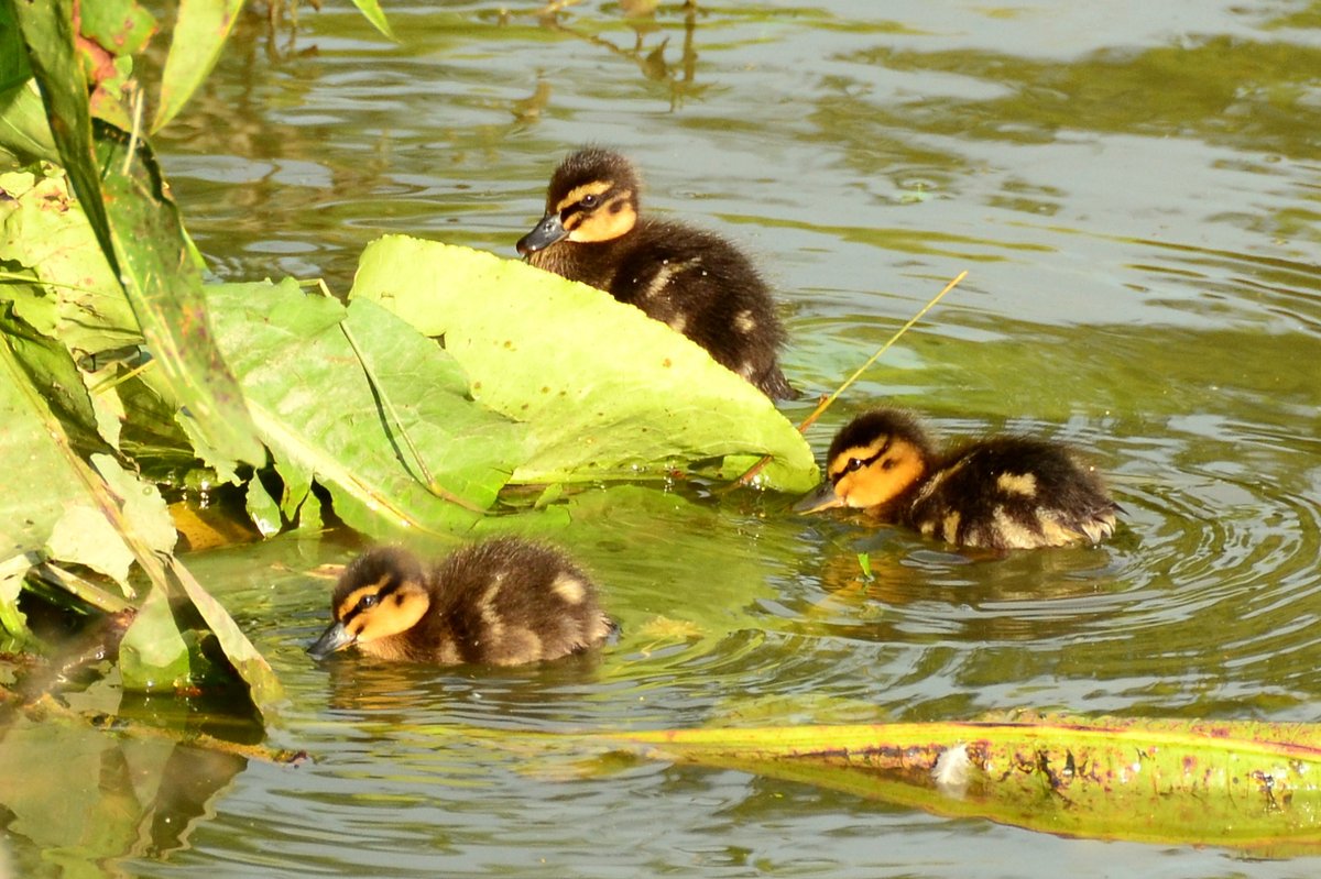 Canal Ducklings