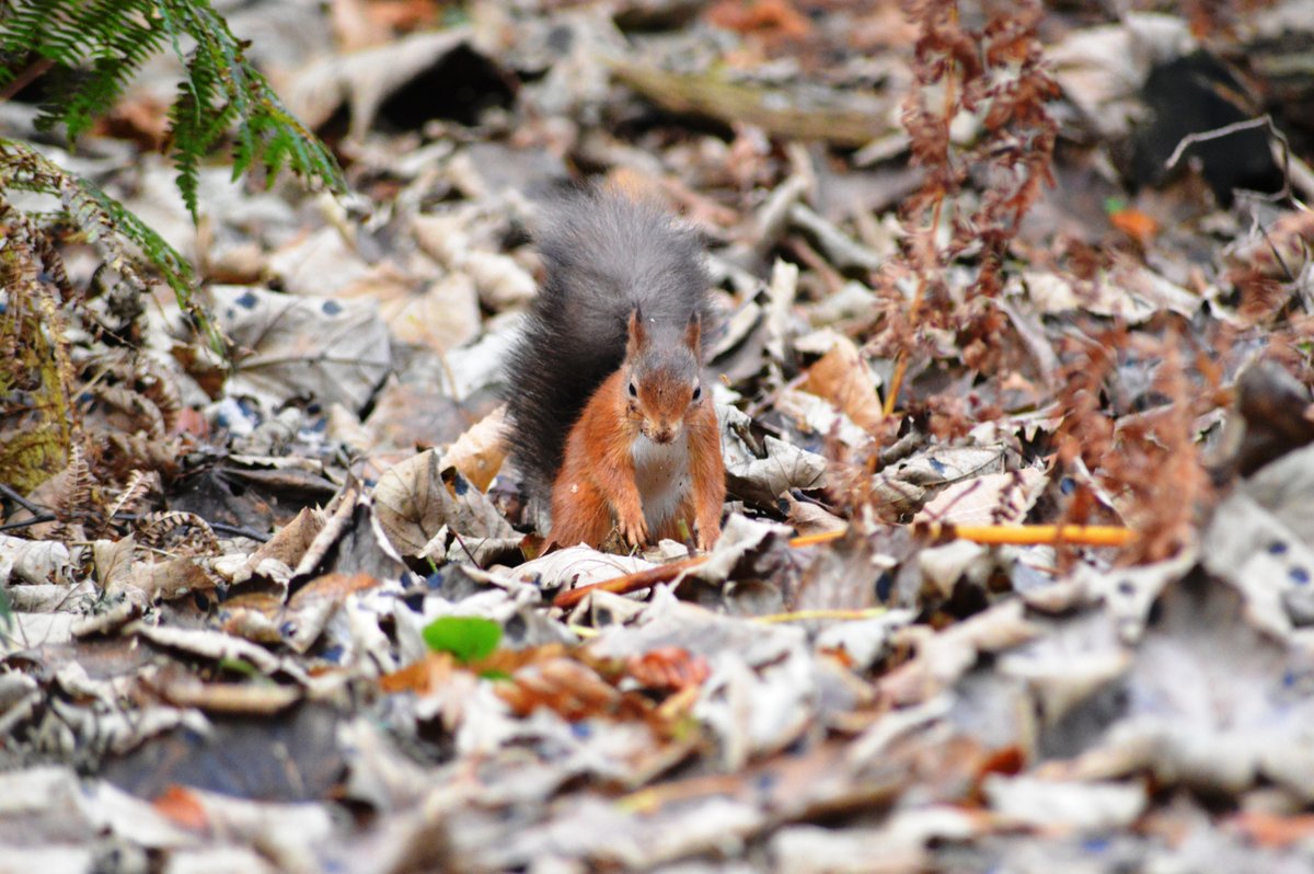 Red Squirrel on Brownsea