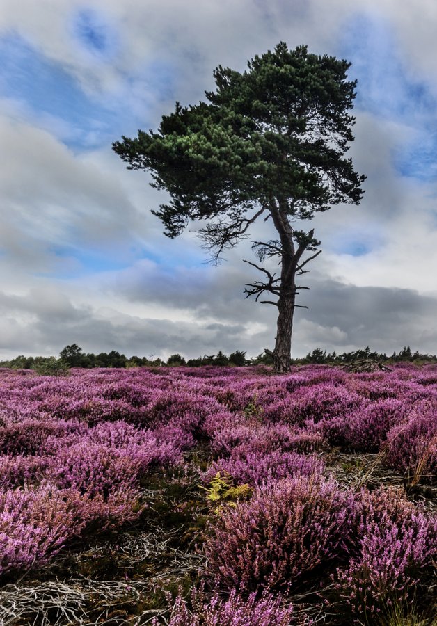 Alone in the Heather, Helmsley