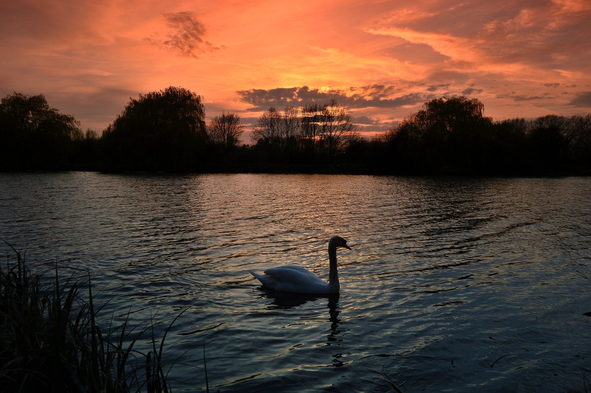 Watermead Swan, Syston, Leicestershire.