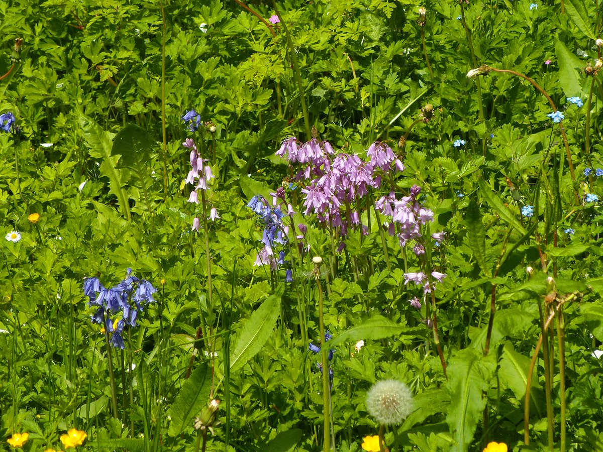 Sizergh Castle gardens blue and pink bells