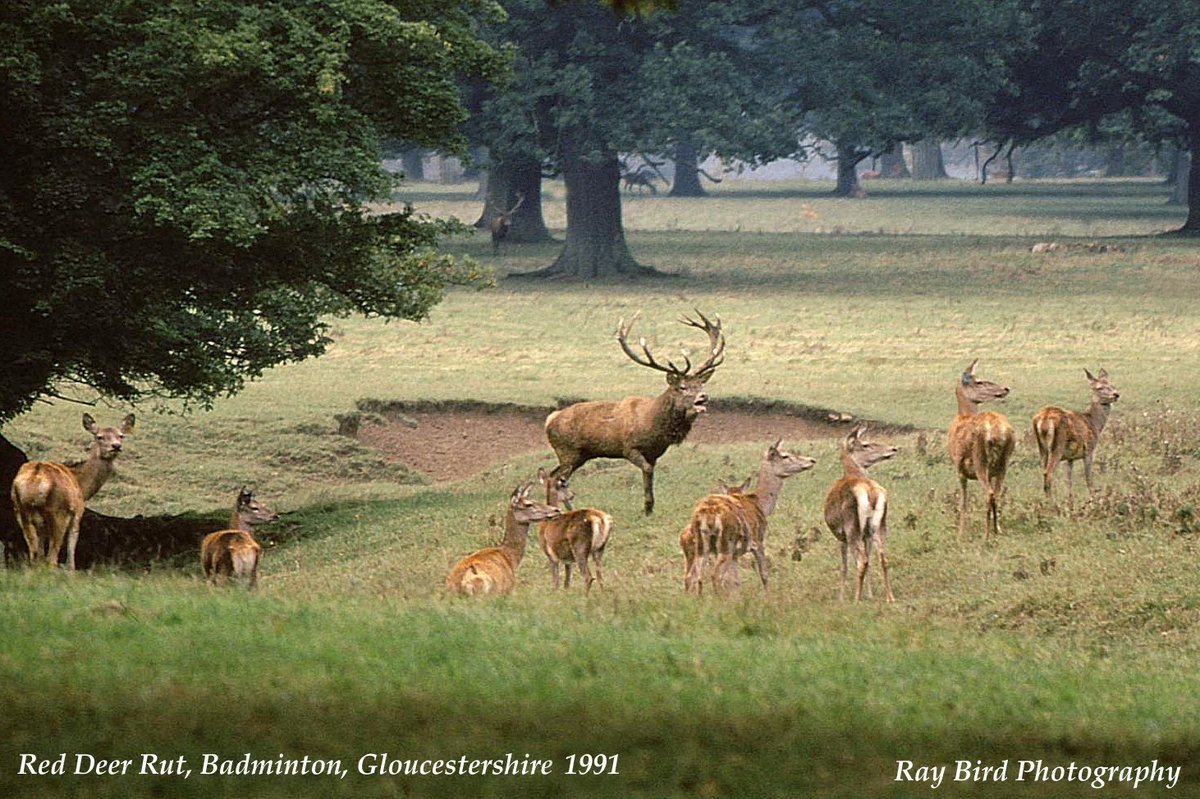 Red Deer, Badminton Park, Gloucestershire 1991