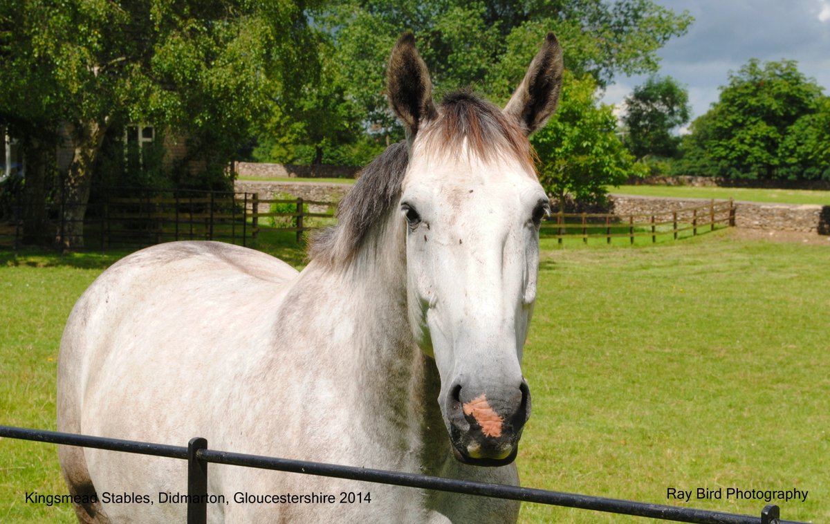 Grey Horse at Kingsmead Stables, Didmarton, Gloucestershire 2014