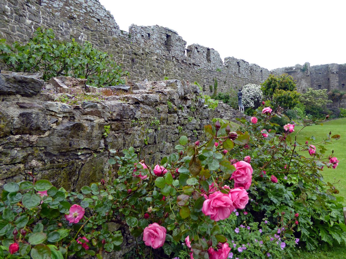 Castle Roses