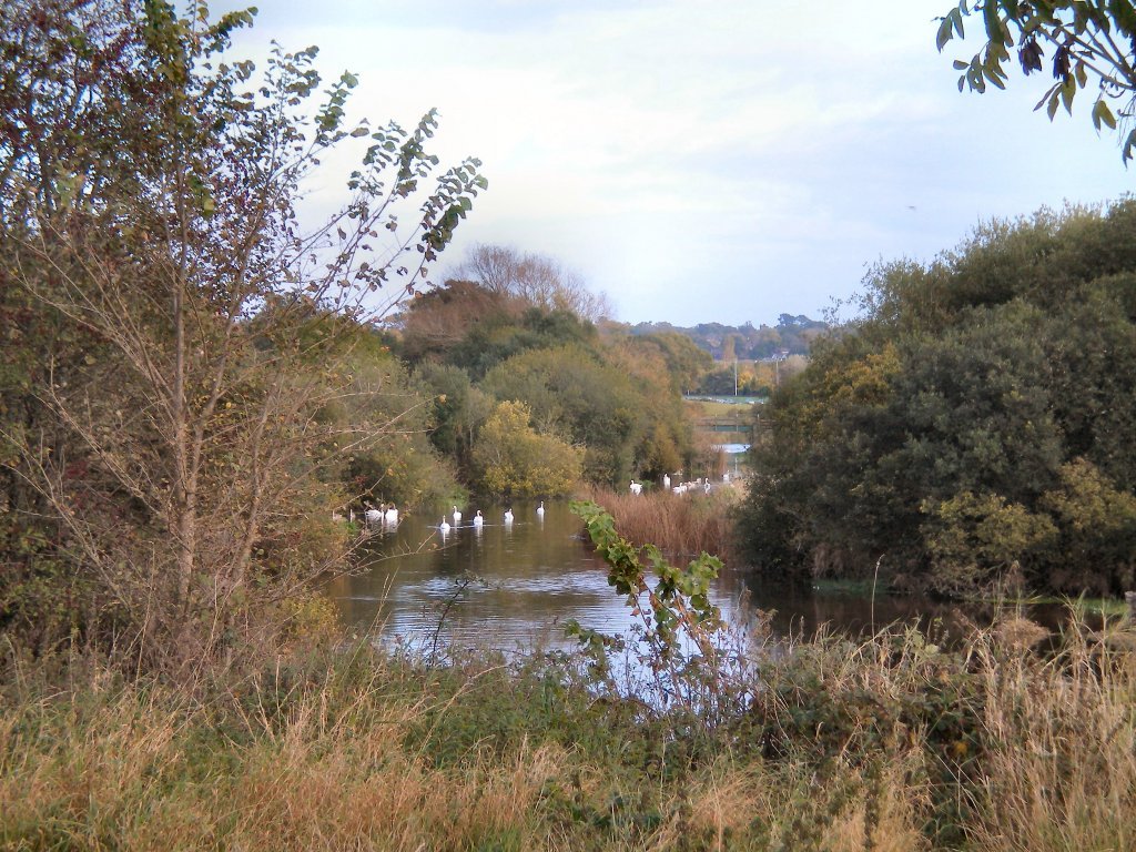 The swans at Cowgrove, Wimborne Minster