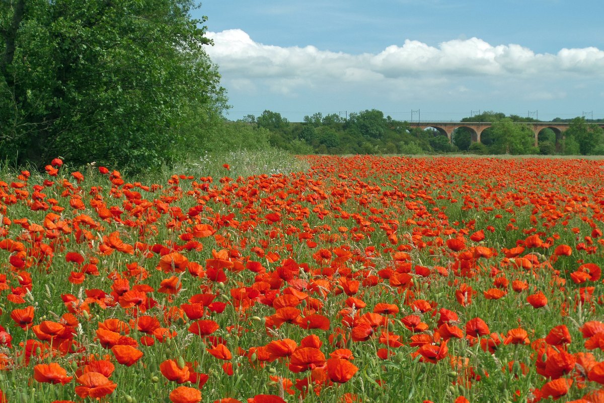 Poppies near Croxdale, County Durham
