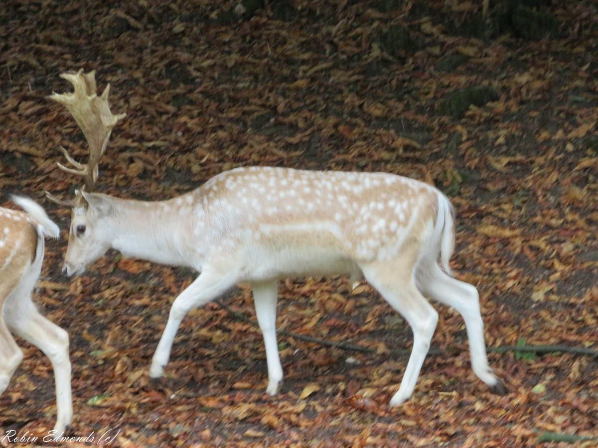 A stag (deer) roaming in Dyrham Park, Dyrham.