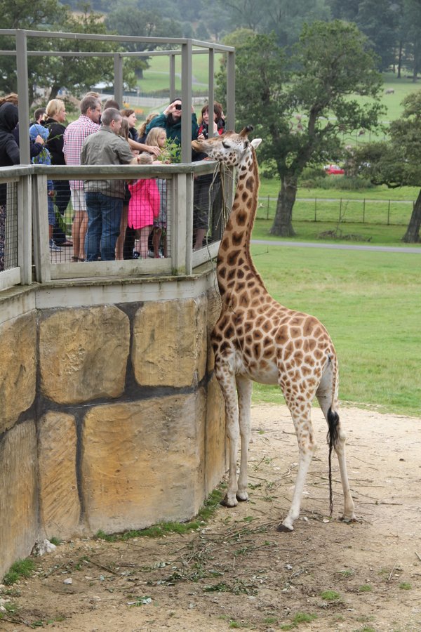 Longleat giraffe