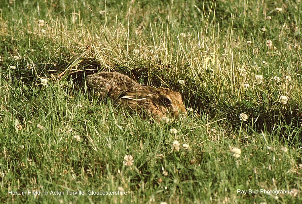 Hare Laying still in field, nr Acton Turville, Gloucestershire