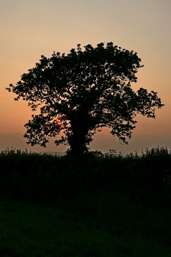 Tree twilight in Budleigh