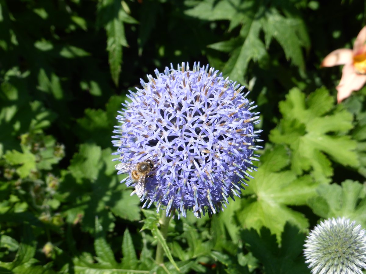 Southover Grange Gardens, Lewes.  Bee on Allium