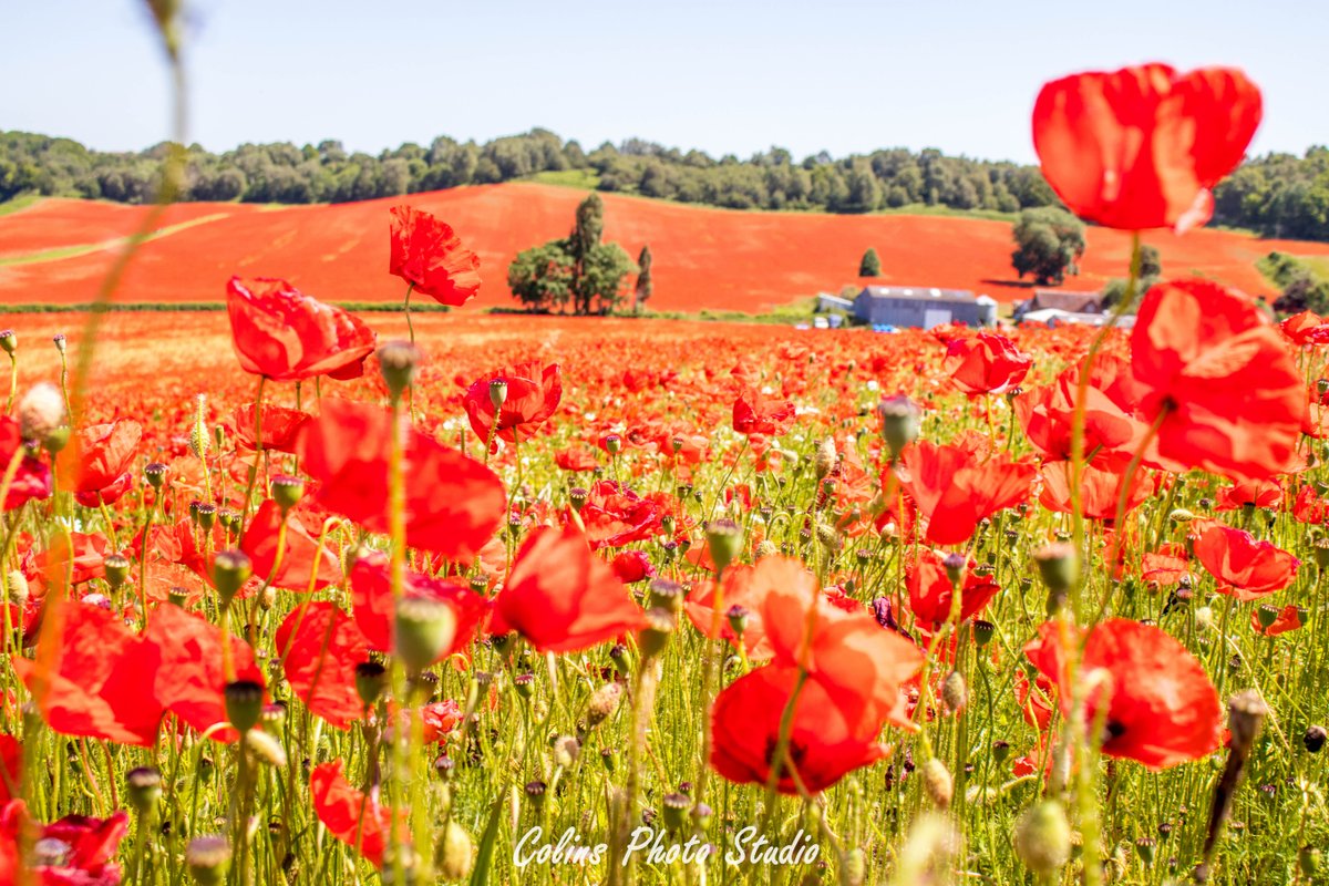 Beauty of Bewdley poppy fields