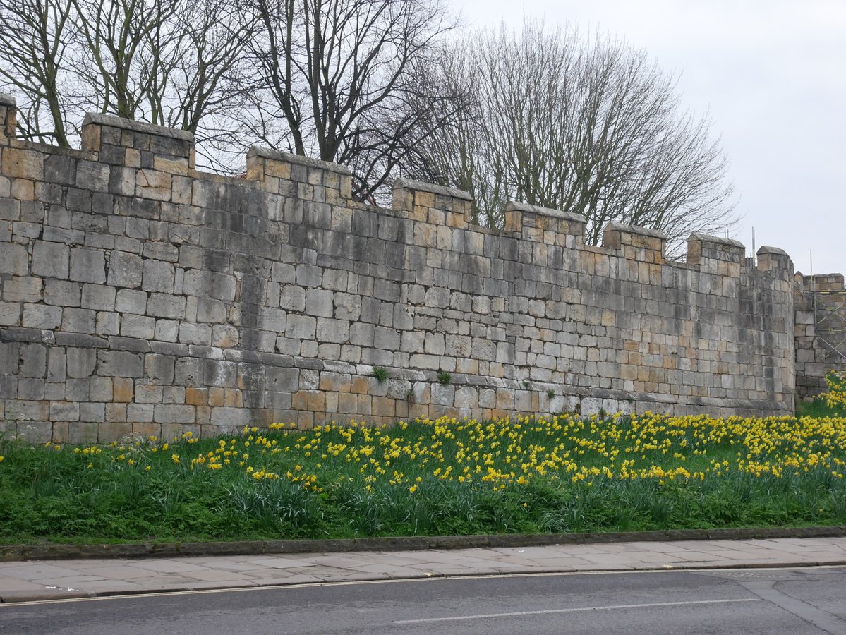 Daffodils outside the city walls of York