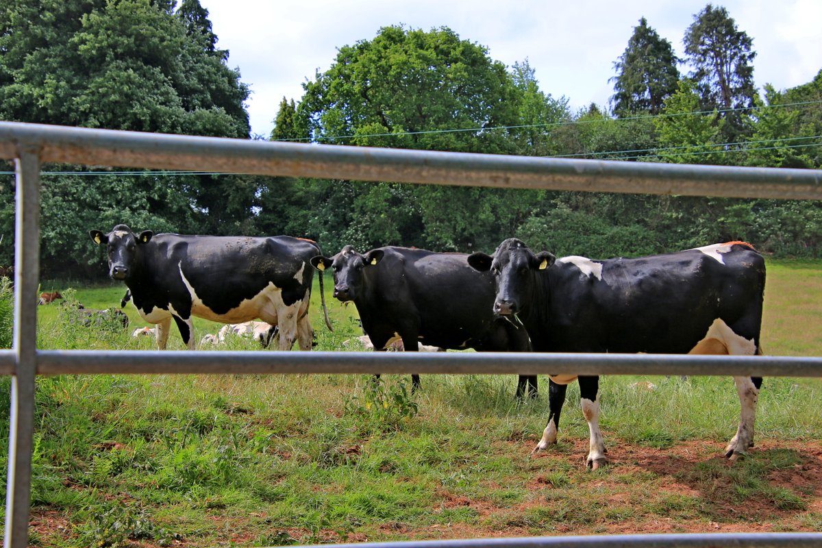 Knowle cattle