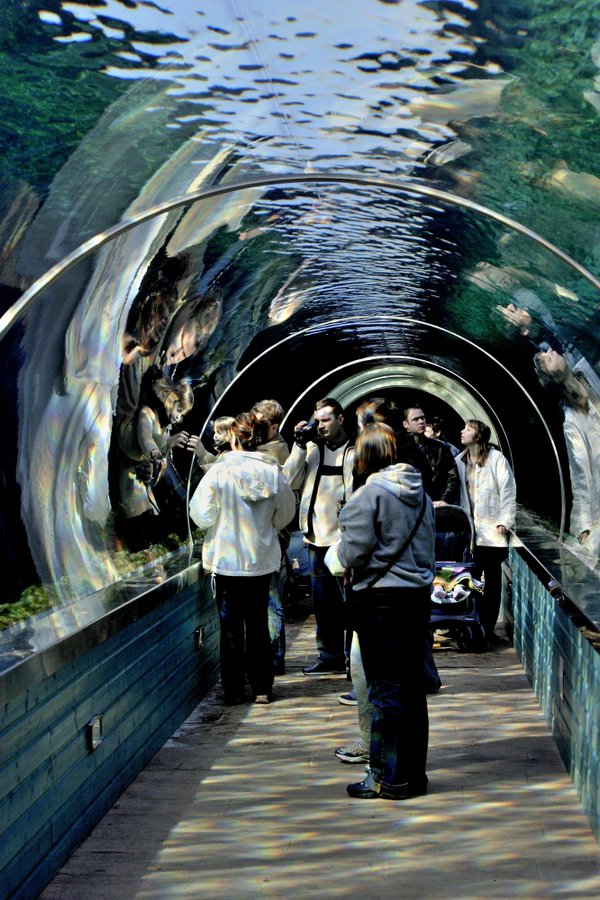 Aquarium Tunnel, Colchester Zoo