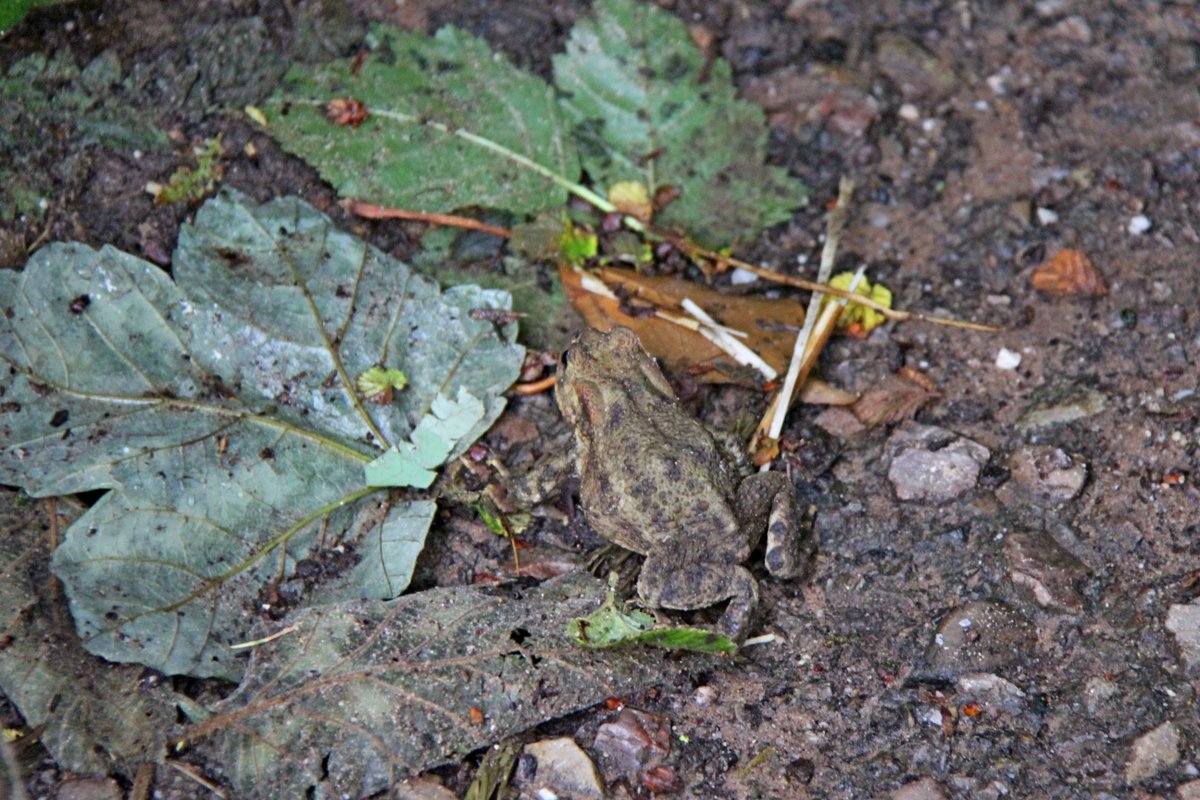 Budleigh toad
