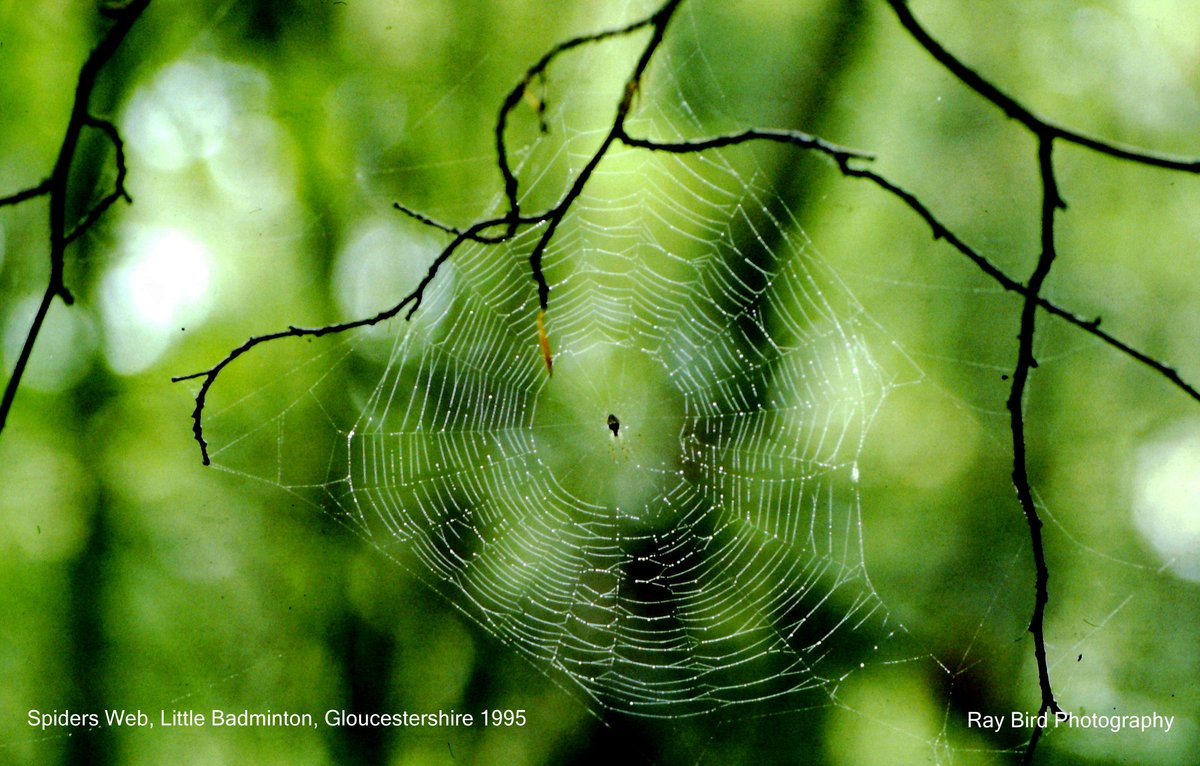 Spiders Web, Little Badminton, Gloucestershire 1995