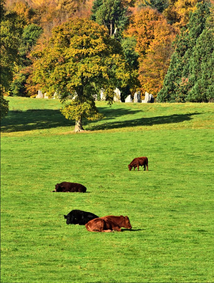Hascombe Stone Circle & Cows Resting on Hascombe Hillside.