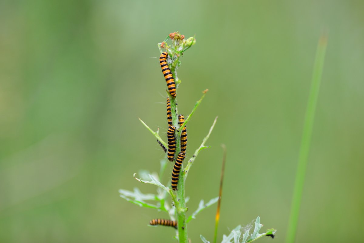 Cinnabar Caterpillars on Groundsel at Warren Heath