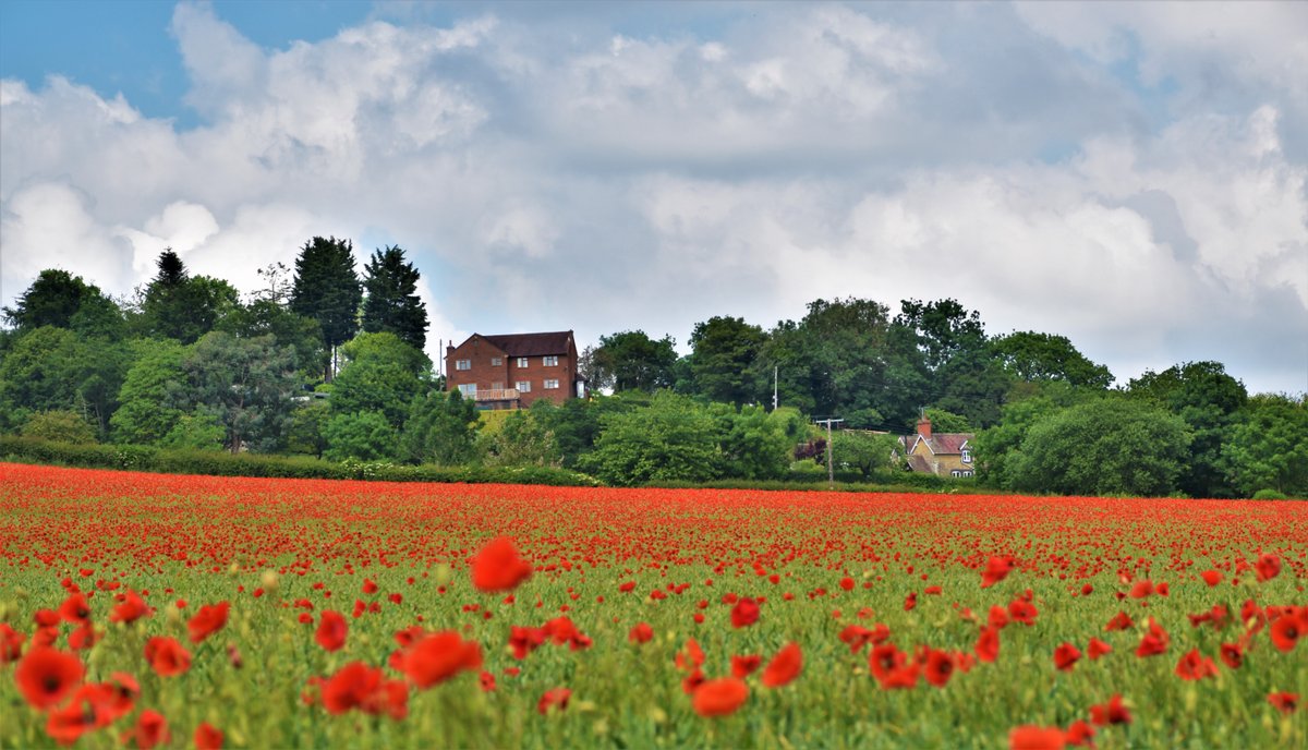 Poppy Fields on the Coverdale near Craven Arms South Shropshire