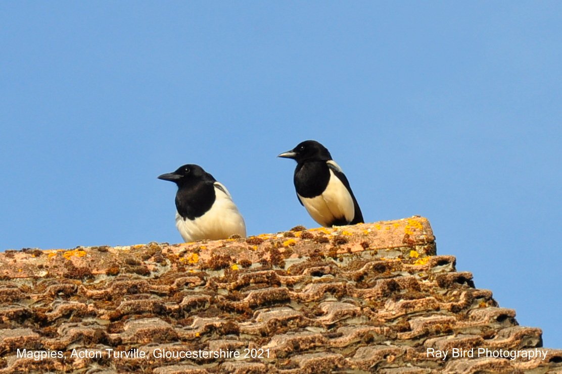 Magpies, Acton Turville, Gloucestershire 2021