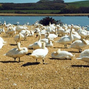 Photo of Abbotsbury Swannery